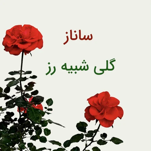 معنی اسم ساناز